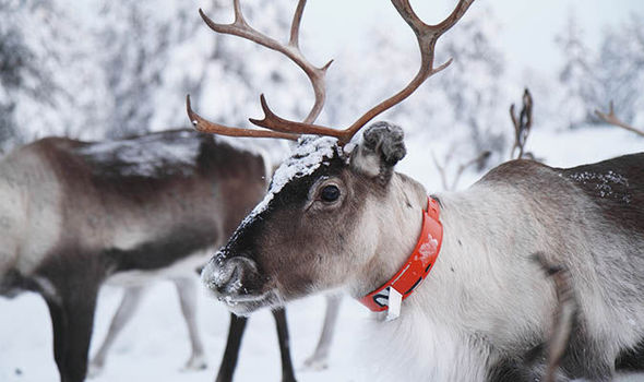 Tenere un renna in giardino a Natale è reato