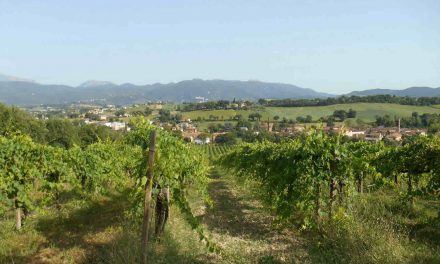 Spoleto (PG) Fr. Morgnano – appezzamenti di terreno agricolo